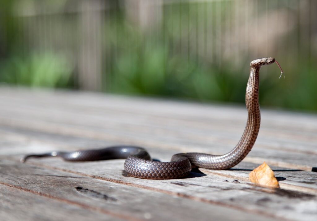 Schlange sonnt sich auf Terrasse Sind Schlangen im Garten eine Bedrohung in Deutschland