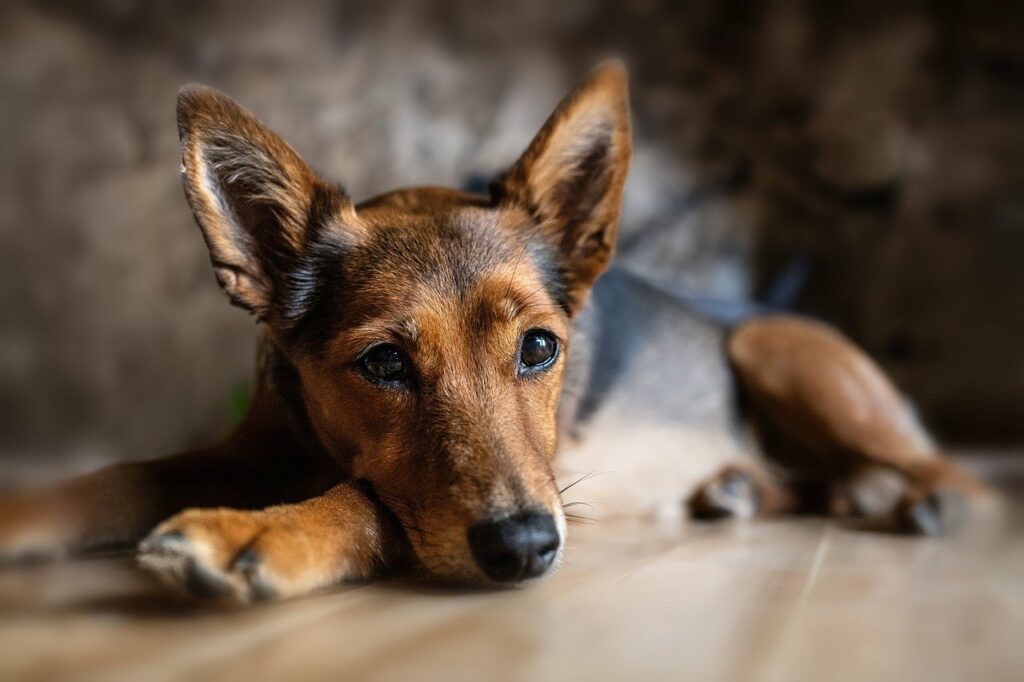 Hund niedlich Wohnung Hund anschaffen Züchter oder Tierheim